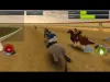 How to play Race Horses Champions (iOS gameplay)