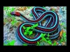 How to play Amazing Snake HD (iOS gameplay)