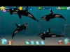 Killer Whales - Level 75