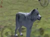 Ultimate Wolf Simulator 2 - Part 2