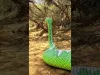 Anaconda (Snake) - Part 2