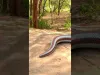 Anaconda (Snake) - Part 7