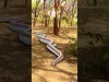 Anaconda (Snake) - Part 6