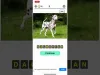 How to play Dogs Quiz: Photos of Cute Pets (iOS gameplay)