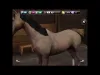 How to play My Horse (iOS gameplay)