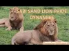 Lion Pride - Part 2