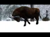 How to play Polar Bear Simulator (iOS gameplay)