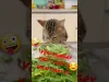 Very Hungry Cat - Part 14