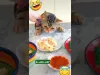 Very Hungry Cat - Part 3